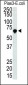 PIAS3 Antibody (C-term)