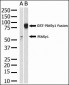 PIASy Antibody (N-term)