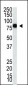 PIASy1 Antibody (C-term)