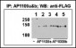 HDAC9 Antibody (N-term)