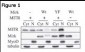 HDAC9 Antibody (N-term)