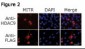 HDAC9 Antibody (N-term)