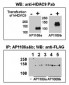 HDAC9 Antibody (C-term)