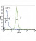 HRX Antibody (C-term)