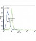 JAK2 Antibody (C-term)