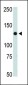 JAK2 Antibody (C-term)