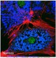 BNIP3 Antibody (BH3 Domain Specific)