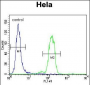 Bad BH3 Domain Antibody