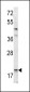 Bad BH3 Domain Antibody