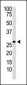 DKK2 Antibody (N-term)