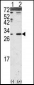 DKK2 Antibody (N-term)