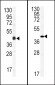 Connexin 43 Antibody (N-term)