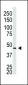 Connexin 40 Antibody (N-term)