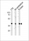 NeuroD1 Antibody (C-term)