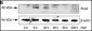 SNAI1 Antibody (N-term D24)