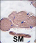 Myostatin (GDF8) Antibody (N-term)