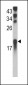 UBE2L3 Antibody (N-term)