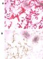 UCH37 (UCHL5) Antibody (N-term)