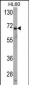 USP2 Antibody (N-term)