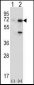 USP2 Antibody (N-term)