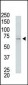 USP2 Antibody (C-term)