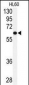 USP2 Antibody (C-term)