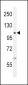 USP8 (UBPY) Antibody (C-term)