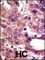 AMFR Antibody (C-term)