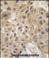 AMFR Antibody (C-term)
