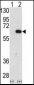 AMFR Antibody (C-term)