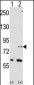 NYREN18 Antibody (N-term)