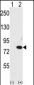 NYREN18 Antibody (C-term)