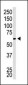 CBX4 Antibody (C-term)