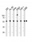 YY1 Antibody (N-term)