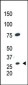 CDX1 Antibody (C-term)