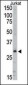 SIRT5 Antibody (C-term)