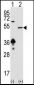 SIRT7 Antibody (C-term)