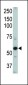 ACVRL1 Antibody (N-term)