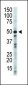 GSK3 beta (GSK3B) Antibody (N-term)