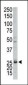 AK3 Antibody (C-term H38)