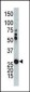 AK2 Antibody (N-term)