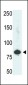 PFKL Antibody (C-term L684)