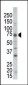 GCKR Antibody (N-term)