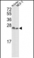 YWHAZ Antibody (D231)