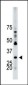 YWHAB Antibody (N-term)