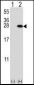 YWHAB Antibody (N-term)