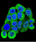 YWHAB Antibody (C-term)