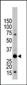 YWHAB Antibody (C-term)