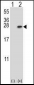 YWHAB Antibody (C-term)