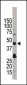 TRIB3 Antibody (N-term)